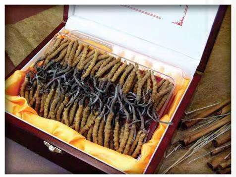 南口街道冬虫夏草回收